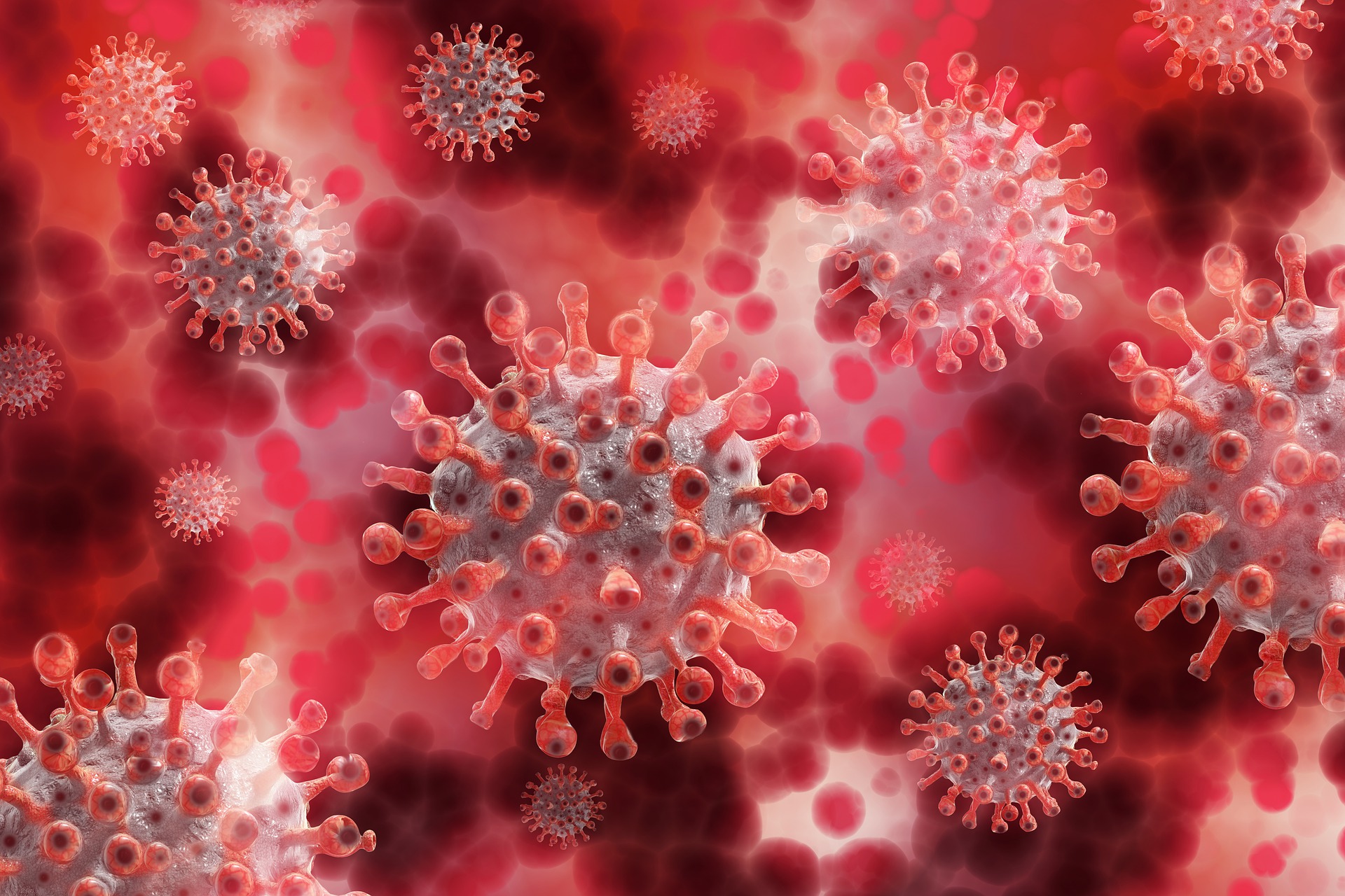 influenza virus